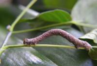 Biston betularia - Пяденица березовая
