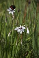 Gladiolus murielae - Ацидантера двуцветная