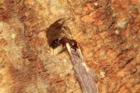 Camponotus lameerei - Тугайный муравей-древоточец