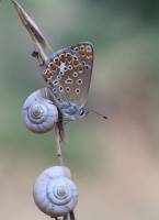 Голубянка икар Polyommatus icarus