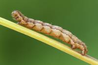 Cosmorhoe ocellata - Пяденица глазчатая (Ларенция подмаренниковая)