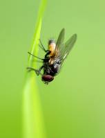 Цветочная муха, Thricops semicinereus (Wiedemann, 1817) (самец)