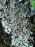 Parmelia sulcata - Пармелия бороздчатая