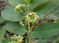 Euphorbia maculata - Молочай пятнистый
