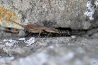 Plecoptera - Веснянки