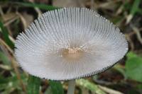 Coprinopsis cinerea - Навозник пепельно-серый