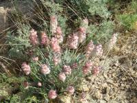 Astragalus pulcher - Астрагал красивый