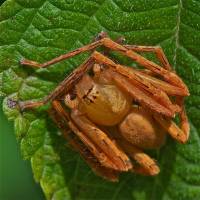 Sparassidae - Гигантские пауки-крабы, банановые пауки