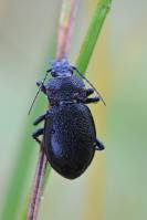 Carabidae - Carabinae