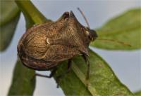 Picromerus bidens - Щитник двузубчатый