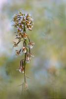 Epipactis palustris - Дремлик болотный