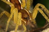Dolomedes fimbriatus - Охотник каёмчатый