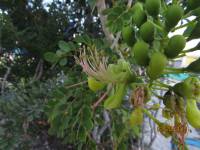 Caesalpinia bahamensis