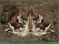 Eulithis prunata - Пяденица ночная смородинная