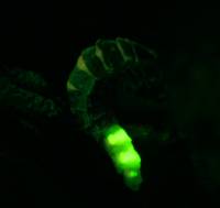 Lampyridae - Светляки