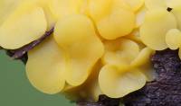 Bisporella citrina - Биспорелла лимонная