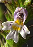 Euphrasia officinalis - Очанка лекарственная