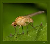 Sapromyza albiceps