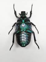 Scarabaeidae - Cetoniinae - Бронзовки