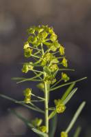 Euphorbia waldsteinii - Молочай прутьевидный, Молочай Вальдштейна