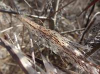 Trachomitum lancifolium - Кендырь ланцетолистный