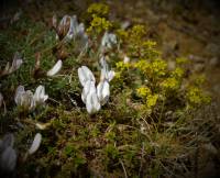 Astragalus lenensis - Астрагал ленский