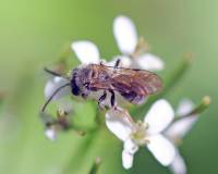 Andrena semilaevis - Андрена Саундерса