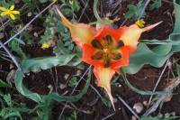 Tulipa agenensis - Тюльпан шаронский, или Тюльпан аженский