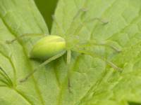 Micrommata virescens - Микромата зеленоватая