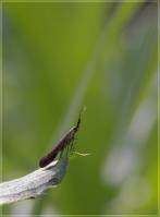 Coleophoridae - Чехлоноски