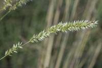 Melica ciliata - Перловник реснитчатый, Перловник сизый, Перловник крымский