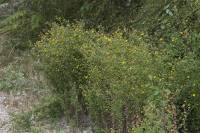 Pulicaria dysenterica - Блошница дизентерийная