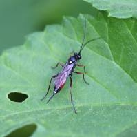 Ichneumonidae - Наездники-ихневмониды