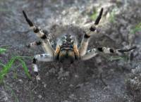 Пальцы веером , Южнорусский тарантул Lycosa singoriensis