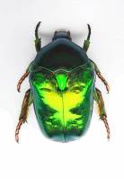Scarabaeidae - Cetoniinae - Бронзовки