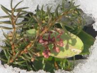 Juniperus communis var. saxatilis - Можжевельник сибирский
