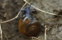 Zonitoides nitidus - Улитка болотная (обыкновенная)