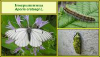 Aporia crataegi - Боярышница