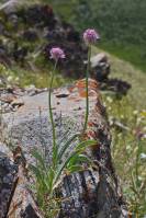 Allium carolinianum - Лук каролинский