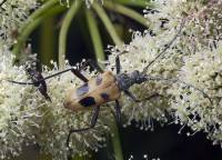 Pachyta quadrimaculata - Пахита четырехпятнистая