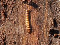 Coleoptera - Жесткокрылые (жуки)