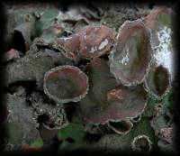 Marchantia polymorpha - Маршанция многообразная