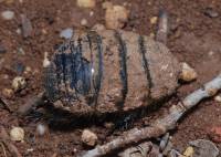 Blattidae - Тараканы