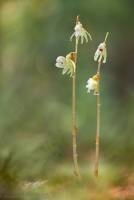Epipogium aphyllum - Надбородник безлистный
