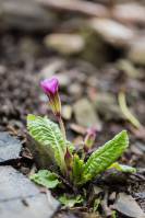 Primula vulgaris subsp. rubra - Первоцвет Комарова
