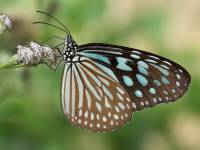 Nymphalidae - Danainae - Данаиды