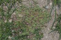 Scleranthus annuus - Дивала однолетняя