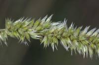 Melica ciliata - Перловник реснитчатый, Перловник сизый, Перловник крымский