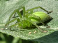 Микроммата зеленоватая (самка) (Micrommata virescens)