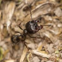 Messor structor - Степной муравей-жнец, или европейский муравей-жнец